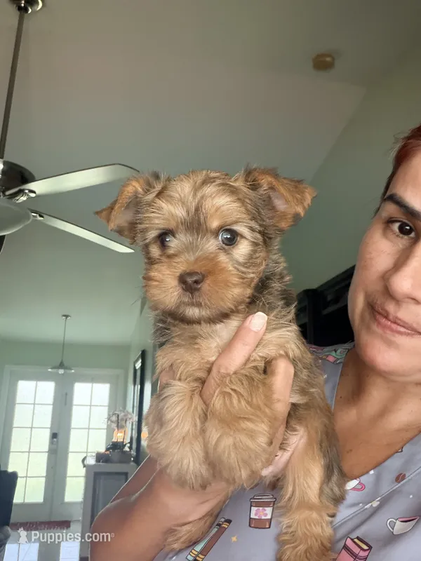 Toby  – Yorkshire Terrier puppy for sale in Lehigh Acres, FL