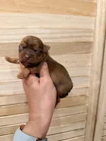 Toby , a male Yorkshire Terrier for sale in Fort Myers, FL – 1 of 3