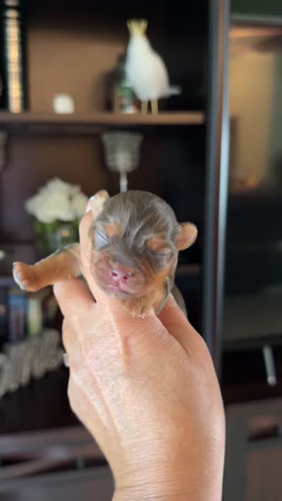 Tina, a female Yorkshire Terrier for sale in Fort Myers, FL – 5 of 5