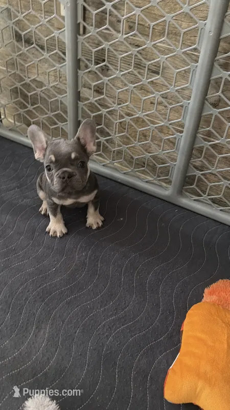 Lilac  – French Bulldog puppy for sale in Fort Myers, FL