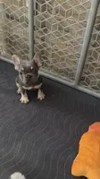 Lilac , a female French Bulldog for sale in Fort Myers, FL – 1 of 6