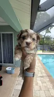Linda, a female Yorkshire Terrier for sale in Fort Myers, FL – 3 of 4