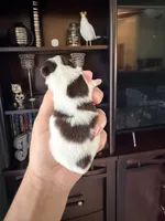 Channel , a female Yorkshire Terrier for sale in Fort Myers, FL – Photo 4 of 5