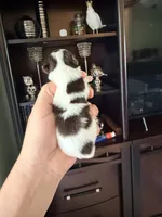 Channel , a female Yorkshire Terrier for sale in Fort Myers, FL – Photo 2 of 5