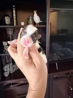 Channel , a female Yorkshire Terrier for sale in Fort Myers, FL – Photo 5 of 5