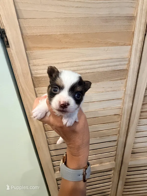 Channel teacup , a female Yorkshire Terrier for sale in Fort Myers, FL – Photo 1 of 7