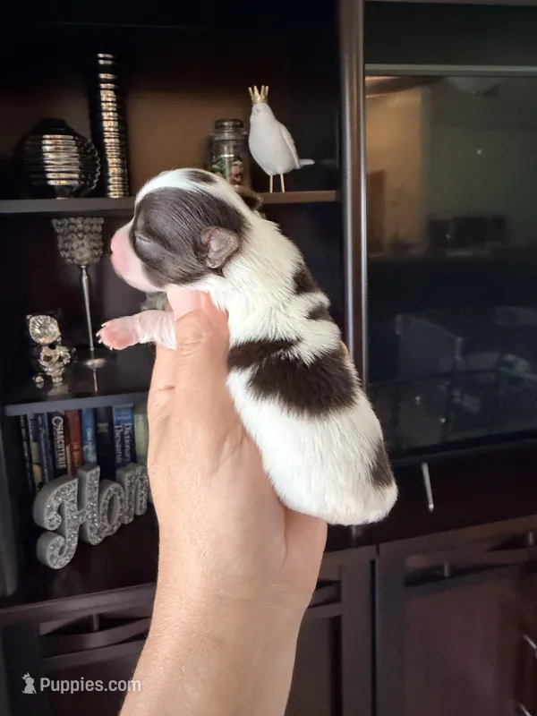 Channel  – Yorkshire Terrier puppy for sale in Fort Myers, FL