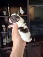 Channel , a female Yorkshire Terrier for sale in Fort Myers, FL – Photo 1 of 5