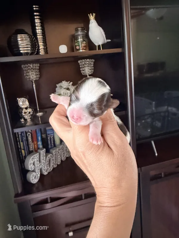 Channel  – Yorkshire Terrier puppy for sale in Fort Myers, FL