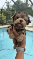 Sunshine , a female Yorkshire Terrier for sale in Lehigh Acres, FL – 2 of 6