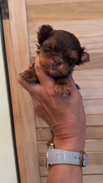 Sparky teacup, a male Yorkshire Terrier for sale in Fort Myers, FL – 4 of 4