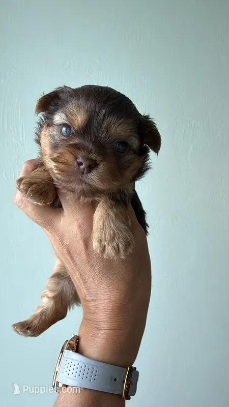 Tina – Yorkshire Terrier puppy for sale in Lehigh Acres, FL