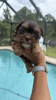 Sacha , a female Yorkshire Terrier for sale in Lehigh Acres, FL – 5 of 8