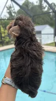 Sunshine , a female Yorkshire Terrier for sale in Lehigh Acres, FL – 5 of 6