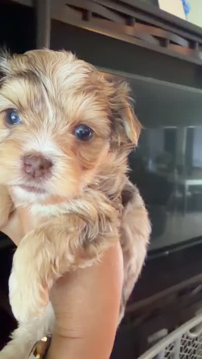 Linda, a female Yorkshire Terrier for sale in Fort Myers, FL – 4 of 4