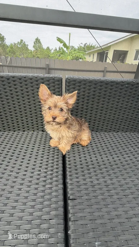 Toby , a male Yorkshire Terrier for sale in Lehigh Acres, FL – 1 of 9
