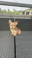 Toby , a male Yorkshire Terrier for sale in Lehigh Acres, FL – 1 of 9
