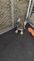 Lilac , a female French Bulldog for sale in Fort Myers, FL – 2 of 6