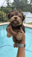 Sunshine , a female Yorkshire Terrier for sale in Lehigh Acres, FL – 4 of 6