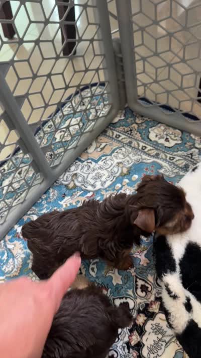 Sonia, a female Yorkshire Terrier for sale in Lehigh Acres, FL – 4 of 4