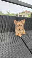 Toby , a male Yorkshire Terrier for sale in Lehigh Acres, FL – 4 of 9