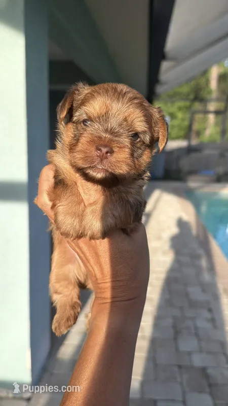 Toby  – Yorkshire Terrier puppy for sale in Lehigh Acres, FL