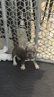 Lilac , a female French Bulldog for sale in Fort Myers, FL – 4 of 6