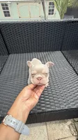 Jake, a male French Bulldog for sale in Fort Myers, FL – 5 of 7