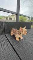 Toby , a male Yorkshire Terrier for sale in Lehigh Acres, FL – 2 of 9