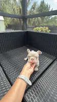 Jake, a male French Bulldog for sale in Fort Myers, FL – 4 of 7