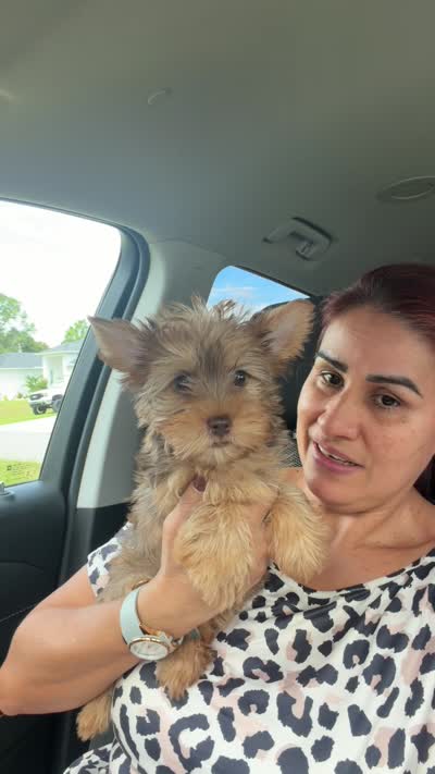 Toby , a male Yorkshire Terrier for sale in Lehigh Acres, FL – 9 of 9