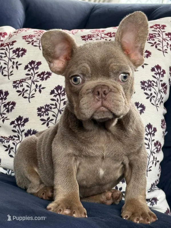 Luz Marie new shade , a female French Bulldog for sale in Fort Myers, FL – Photo 1 of 4