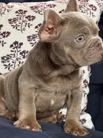 Luz Marie new shade , a female French Bulldog for sale in Fort Myers, FL – Photo 2 of 4