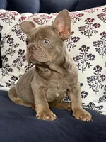 Luz Marie new shade , a female French Bulldog for sale in Fort Myers, FL – Photo 4 of 4