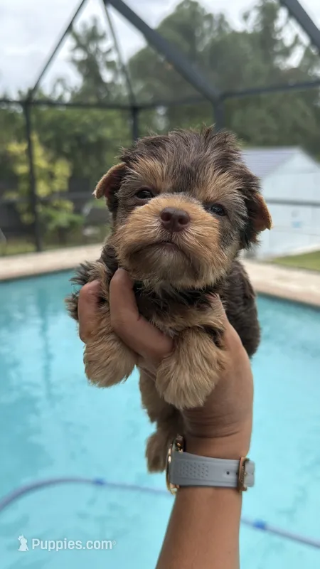 Sunshine  – Yorkshire Terrier puppy for sale in Lehigh Acres, FL
