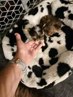 Coco, a male Yorkshire Terrier for sale in Fort Myers, FL – Photo 3 of 3