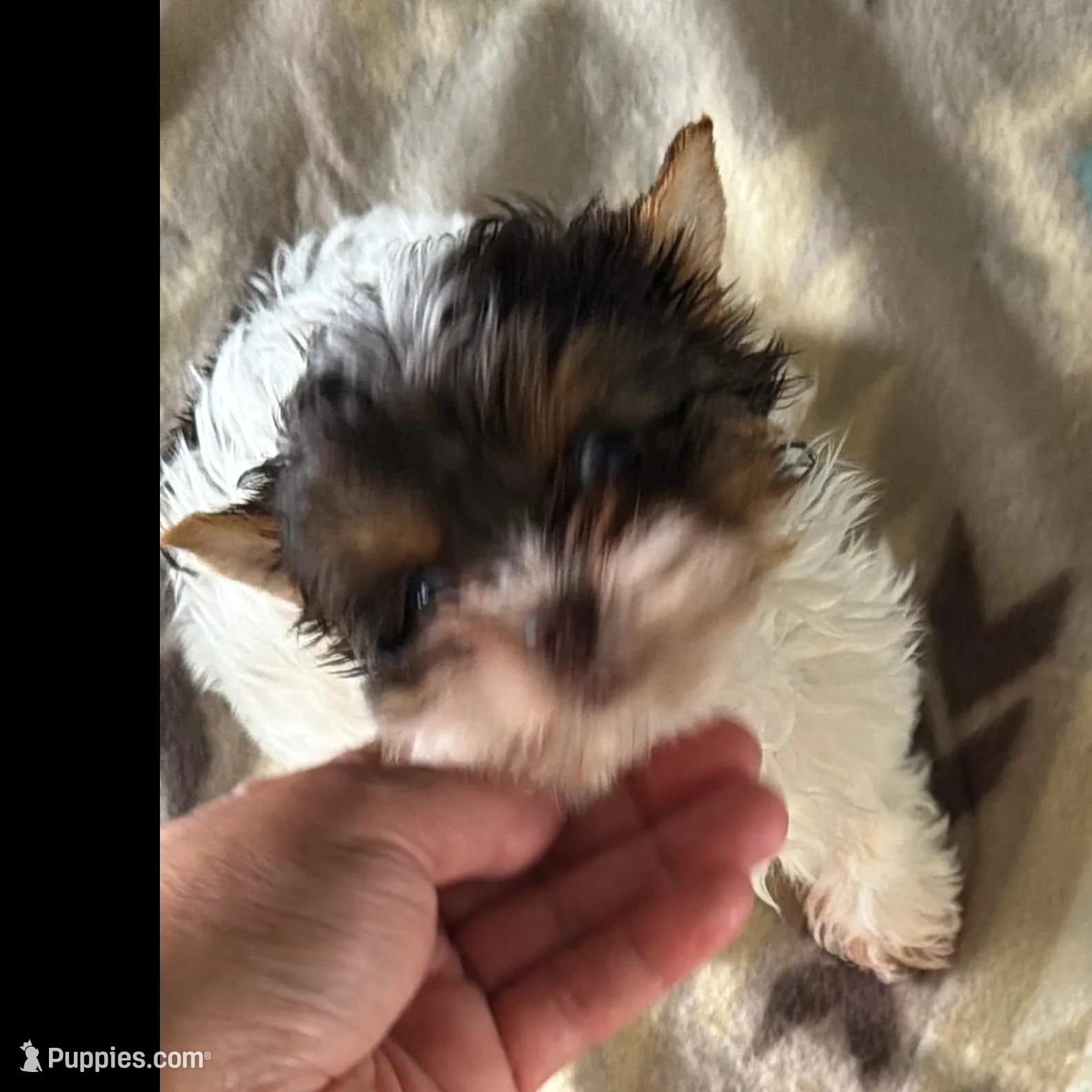 Coco – Yorkshire Terrier puppy for sale in Fort Myers, FL