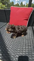 Teddy , a male Yorkshire Terrier for sale in Lehigh Acres, FL – 2 of 9