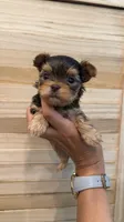 Lucky tea cup, a male Yorkshire Terrier for sale in Fort Myers, FL – 2 of 7