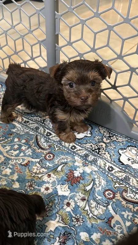 Sonia – Yorkshire Terrier puppy for sale in Lehigh Acres, FL