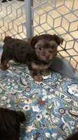 Sonia, a female Yorkshire Terrier for sale in Lehigh Acres, FL – 1 of 4