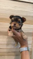 Lucky tea cup, a male Yorkshire Terrier for sale in Fort Myers, FL – 3 of 7