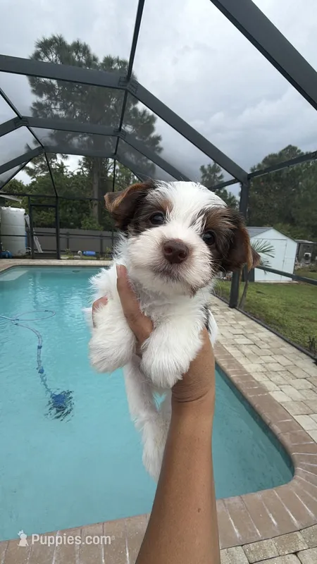 Candy – Yorkshire Terrier puppy for sale in Lehigh Acres, FL