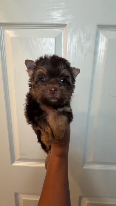 Teddy , a male Yorkshire Terrier for sale in Lehigh Acres, FL – 6 of 9