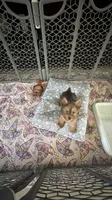 Toby , a male Yorkshire Terrier for sale in Lehigh Acres, FL – 7 of 9