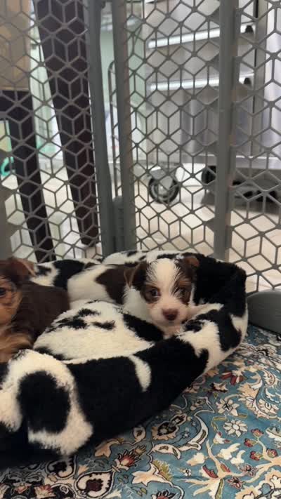 Candy, a male Yorkshire Terrier for sale in Lehigh Acres, FL – 8 of 8