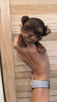 Sparky teacup, a male Yorkshire Terrier for sale in Fort Myers, FL – 3 of 4