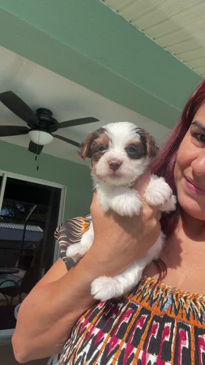 Candy, a male Yorkshire Terrier for sale in Lehigh Acres, FL – 7 of 8