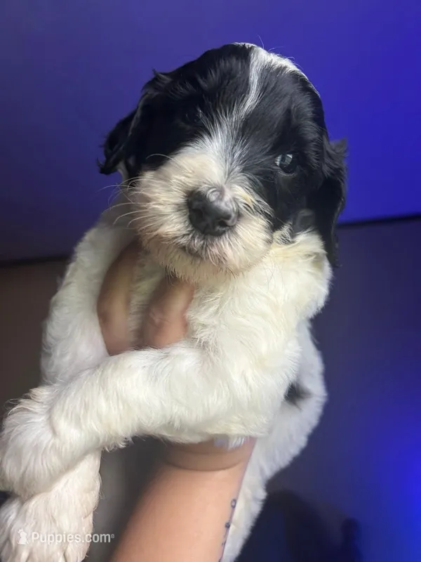 Golden doodle – Goldendoodle puppy for sale in Cullman, AL