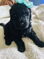Golden doodle, a female Goldendoodle for sale in Cullman, AL – 4 of 4